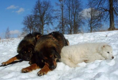 бурят-монгольские собаки